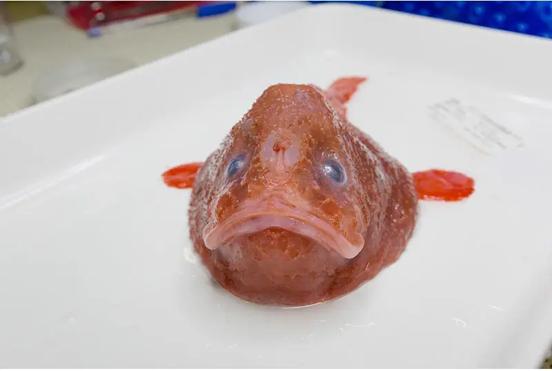 peces