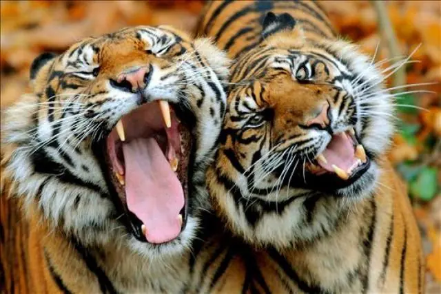 animales