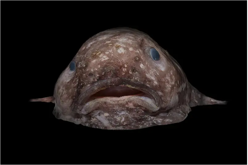 peces