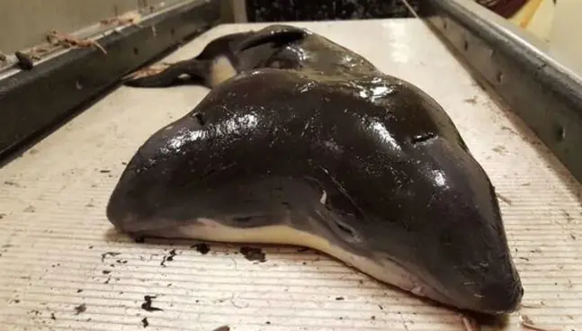 Hayan criatura marina de dos cabezas y quedan impactados.