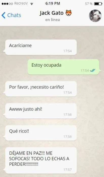 gato