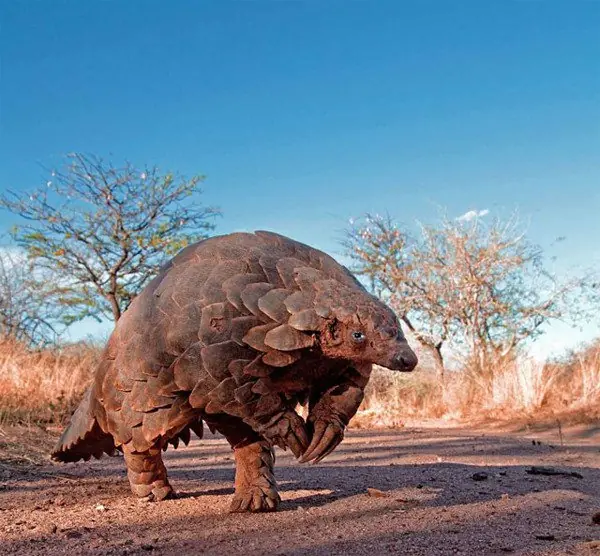 animales que nadie ocnoce