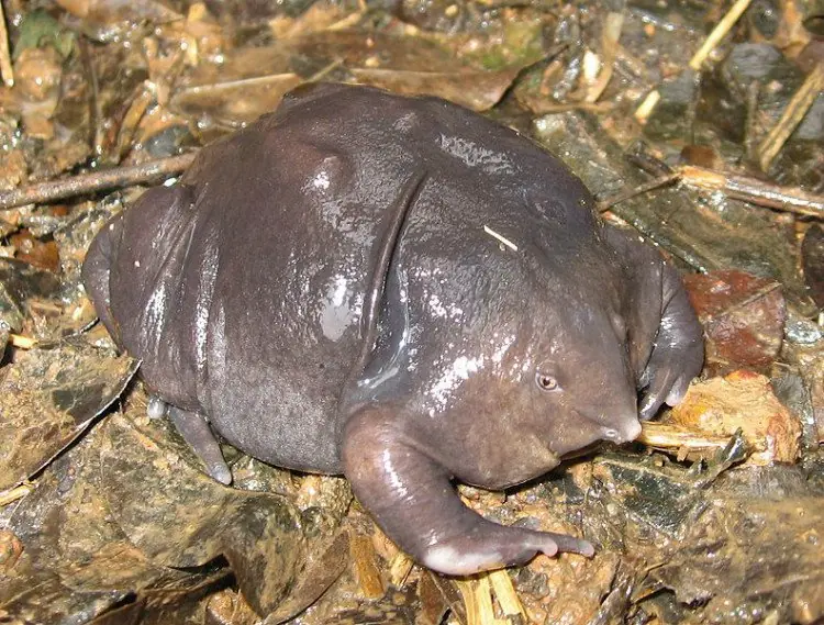 animales que no conocias