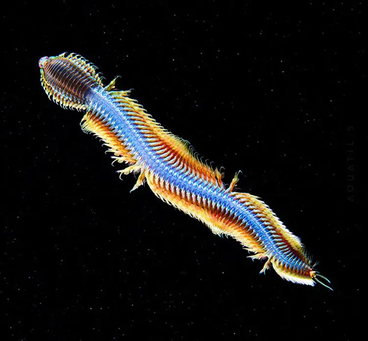 mar mar