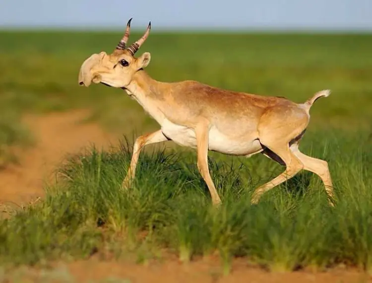 animales raros
