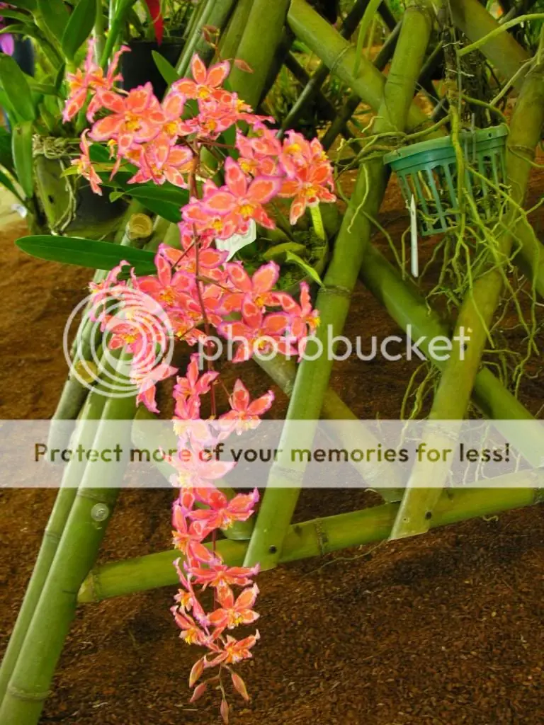 orquideas