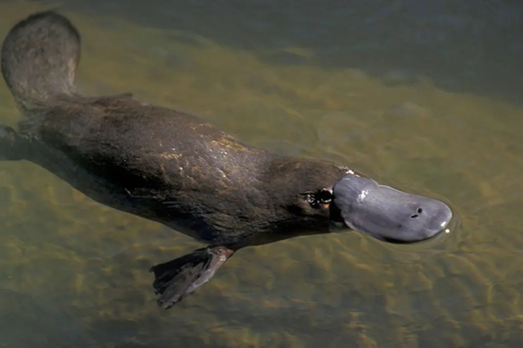 animales raros