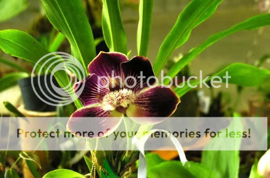 orquidea