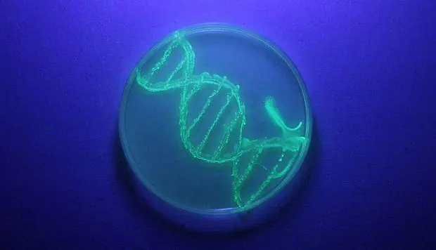 Logran revertir la enfermedad de Huntington en ratones