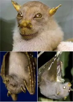 animales raros