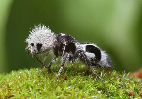 animales que no conocias
