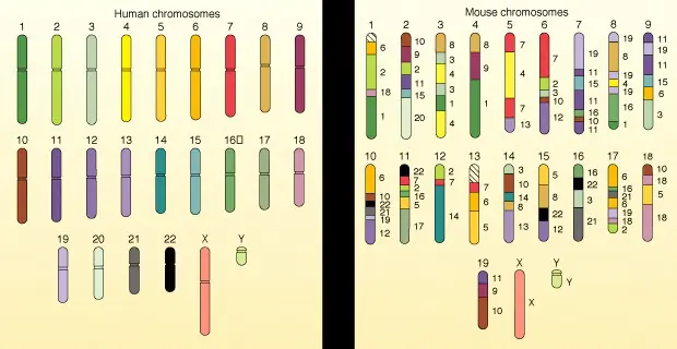 genetica
