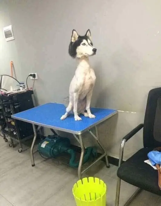 El ridículo corte de pelo que le hicieron a un perro