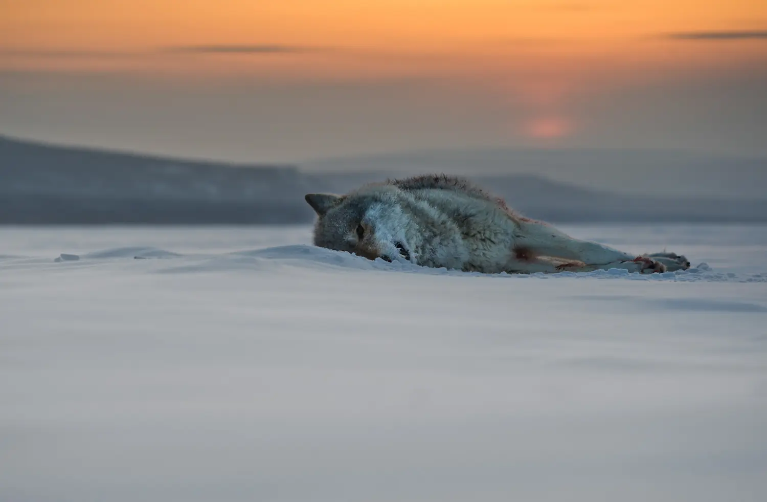 alone wolf violin