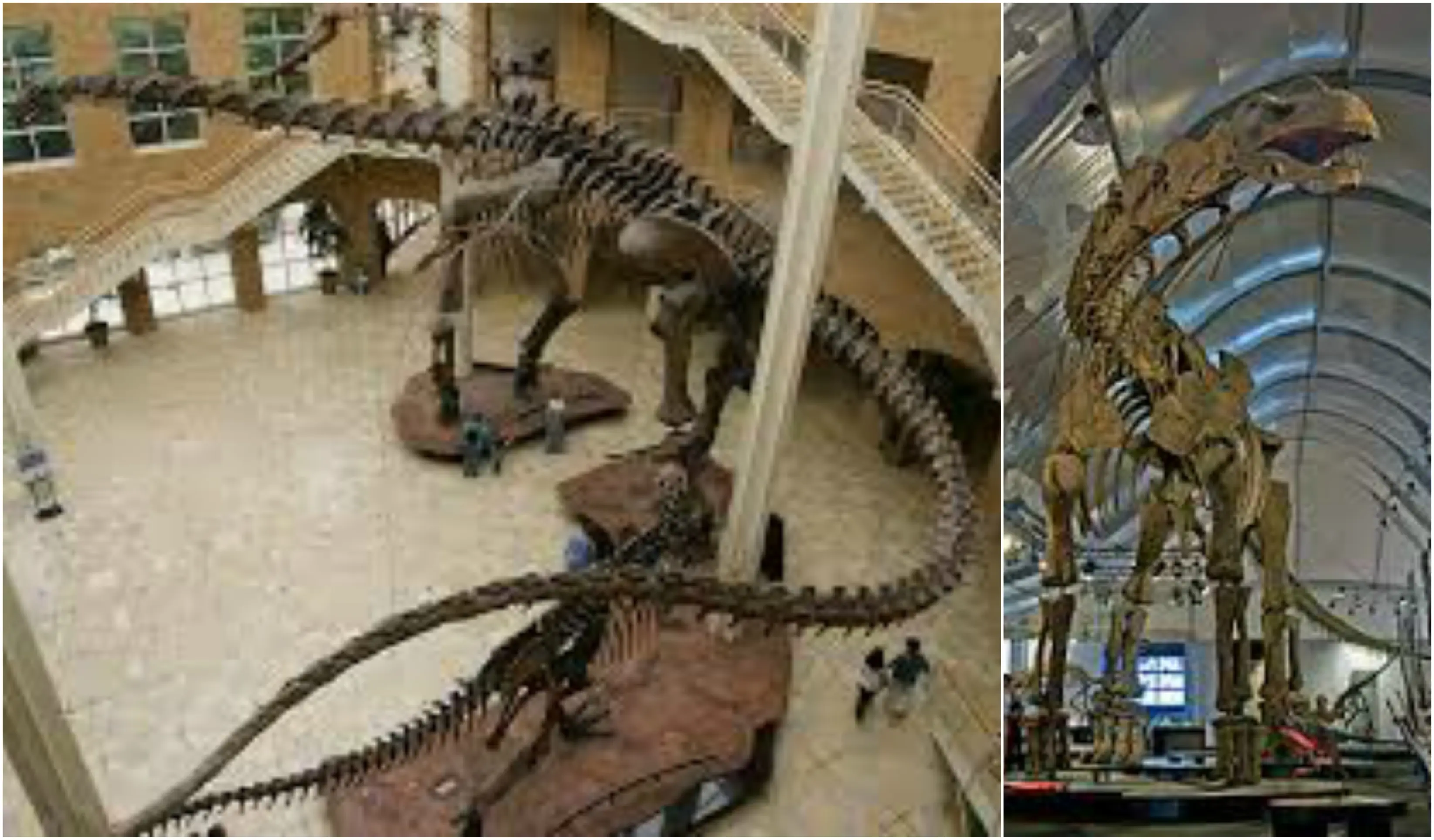 Dinosaurios
