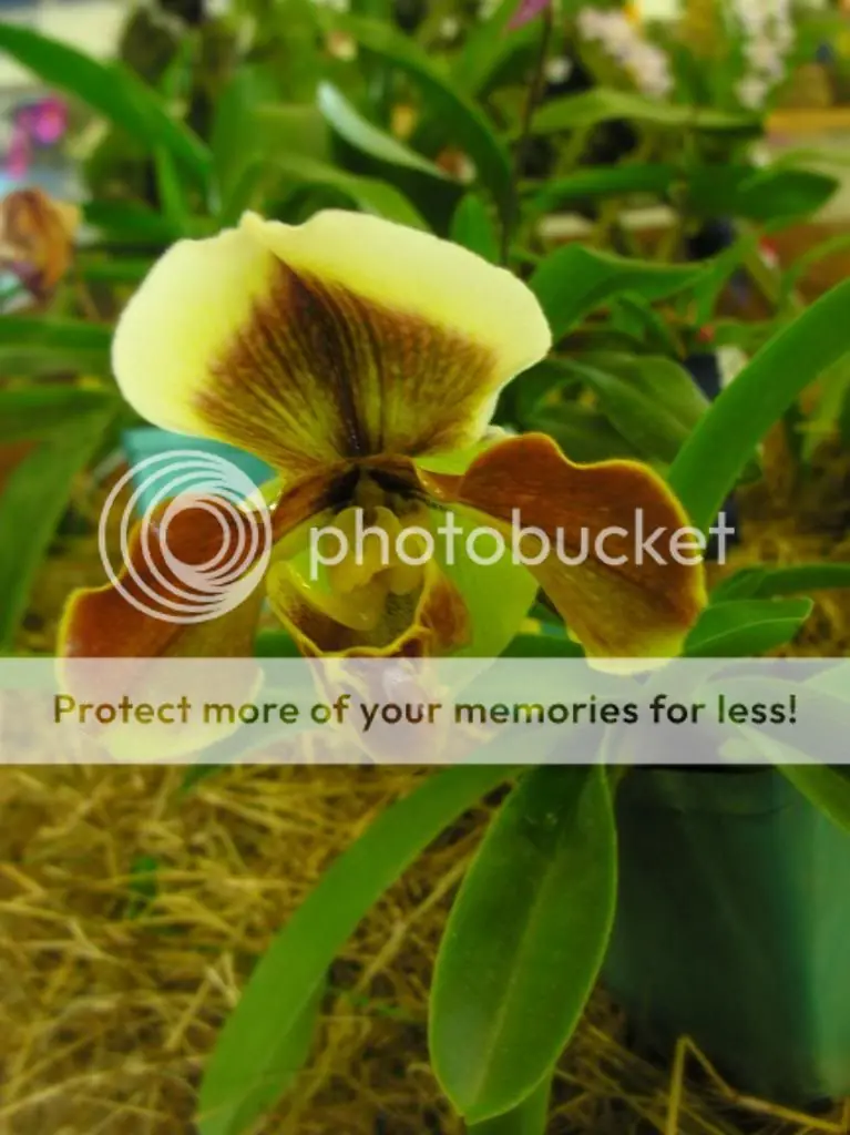 orquideas