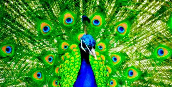 ¿Por qué los pavos reales tienen ‘ojos’ en sus plumas?