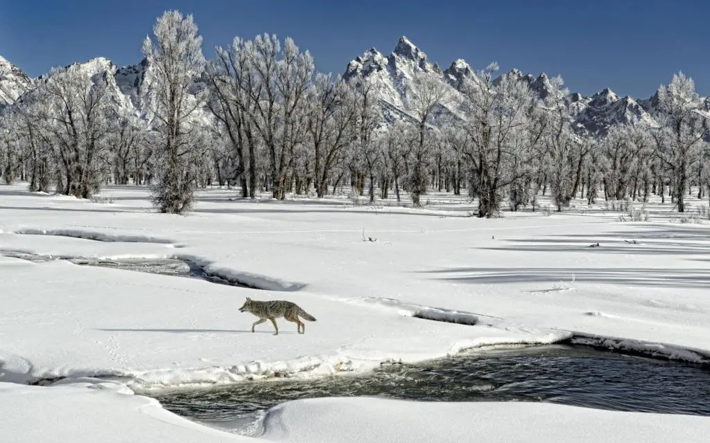 alone wolf violin