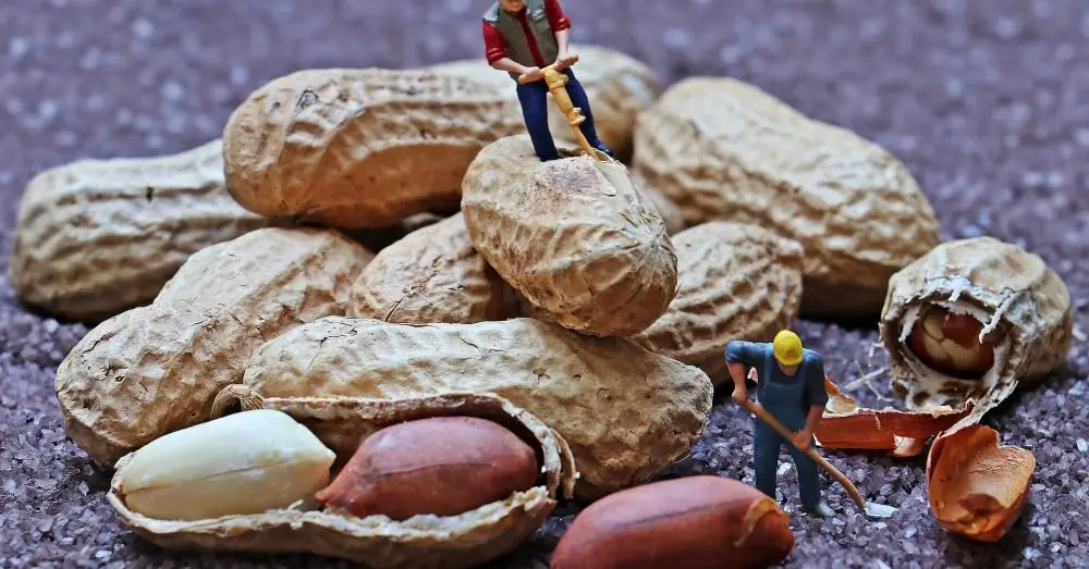 Los milagrosos beneficios que obtienes al comer maní