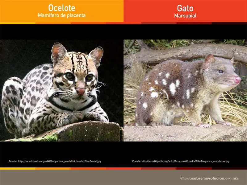 evolucion