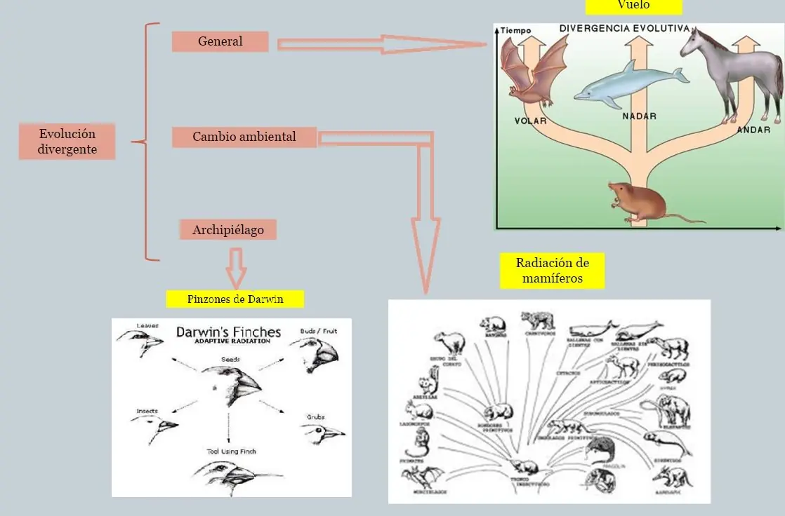 convergencia evolutiva