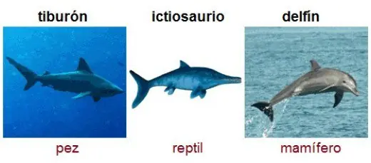 convergencia evolutiva