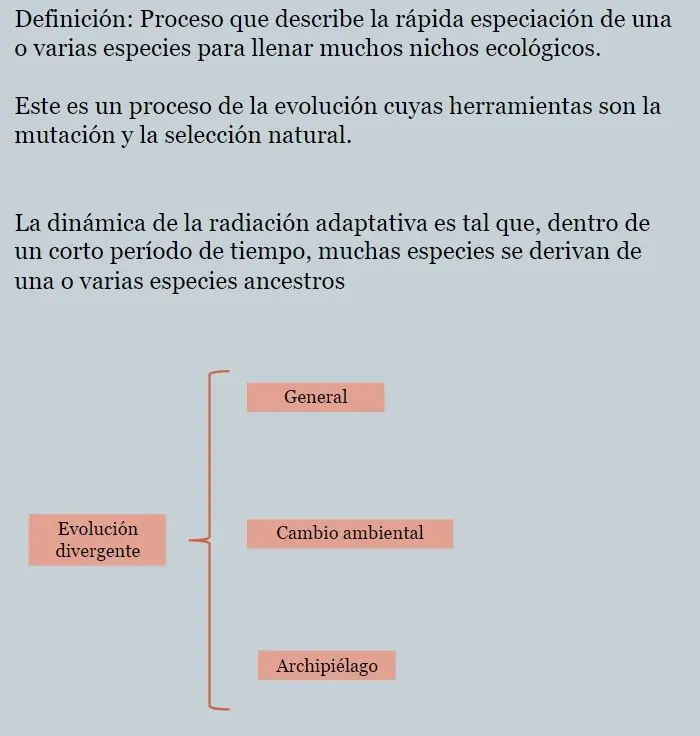 Qué es la convergencia evolutiva?