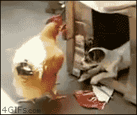 gifs graciosos