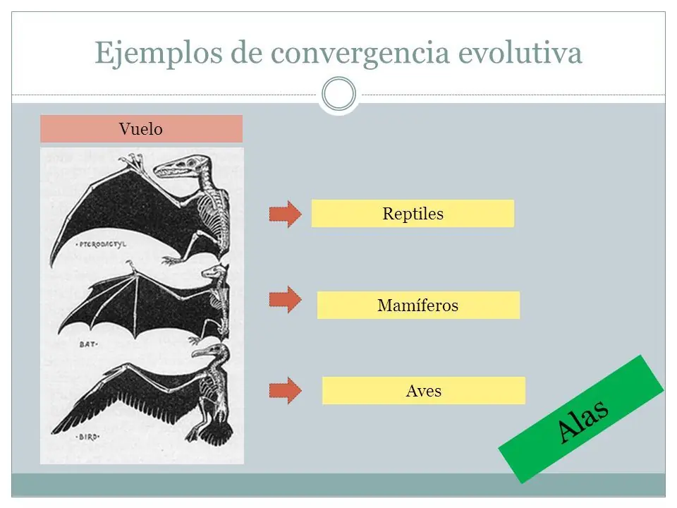 evolucion