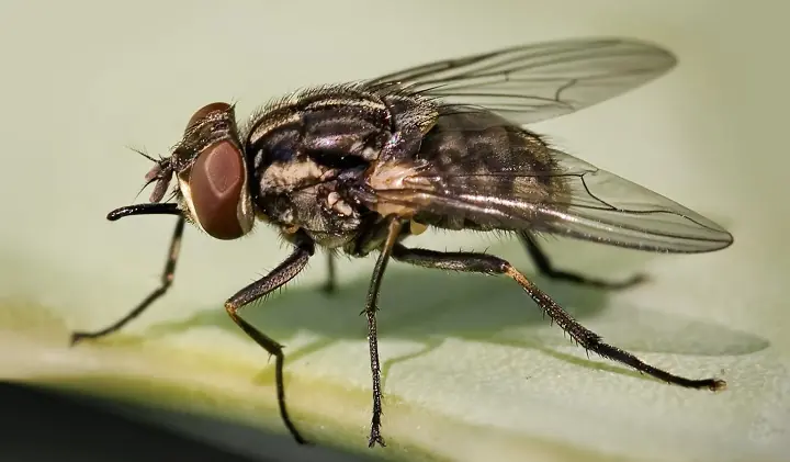 desodorizar