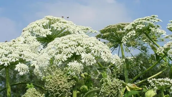 plantas venenosas