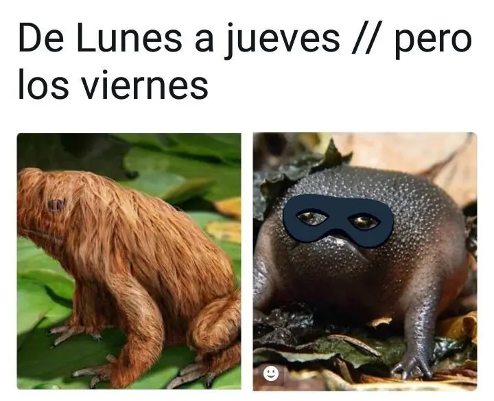 fotografias de humor