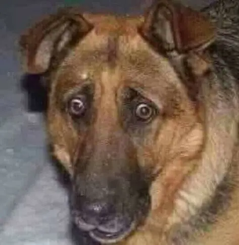 el ingeniero de taringa