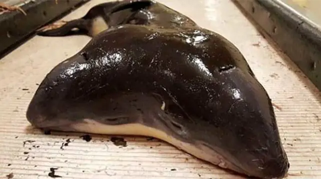 Insólito: encuentran una marsopa de dos cabezas