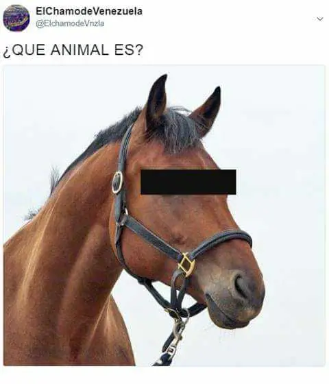 memes