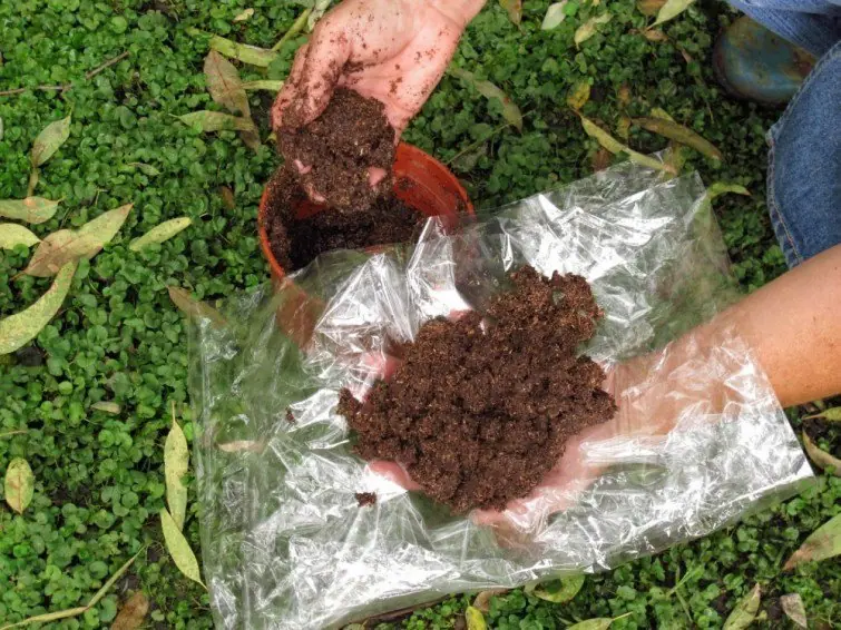 consejos de jardin