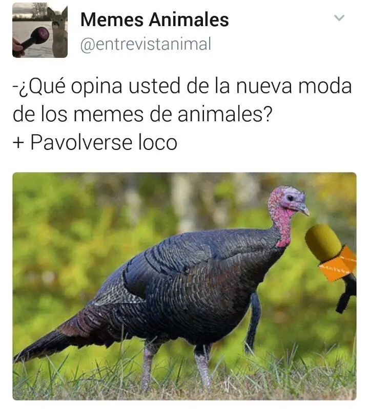 sabado