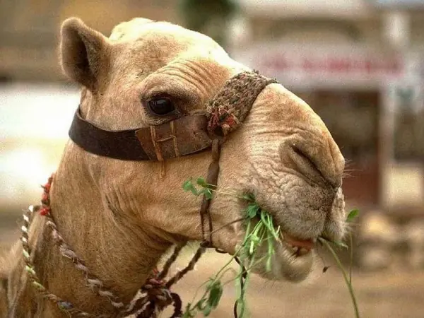 De que se alimentan los camellos De que se alimentan los camellos