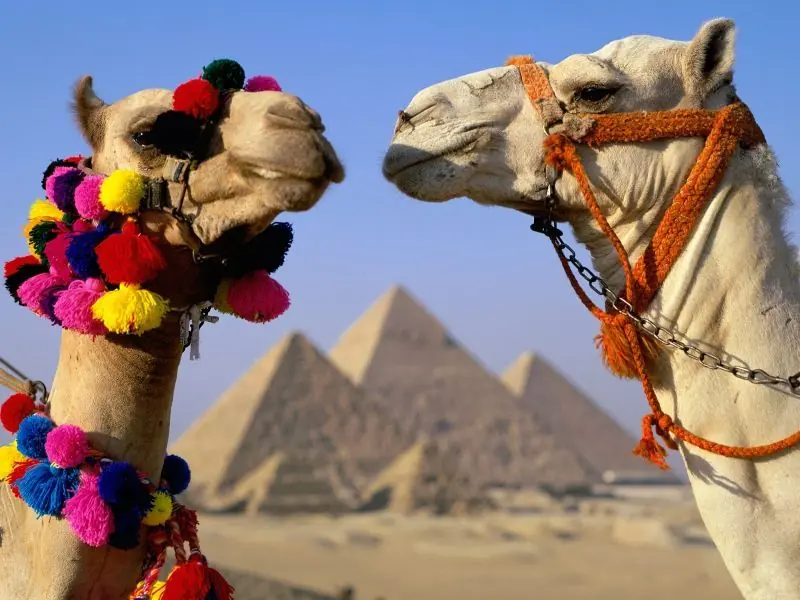 camellos camellos