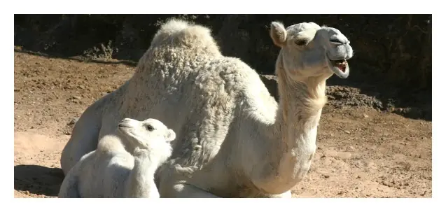 se alimentan los camellos en el 