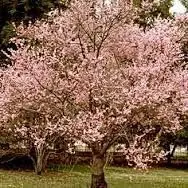 Cómo comer fruta en Buenos Aires sin pagar nada