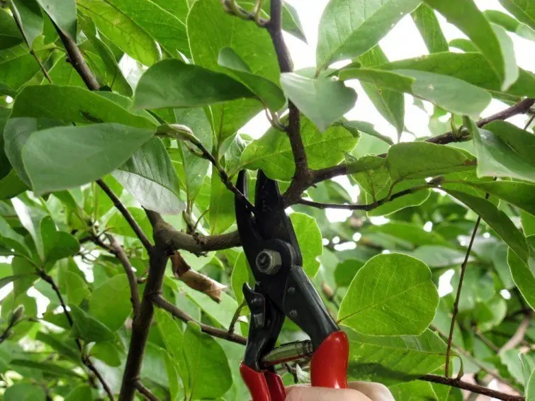 Cómo transformar una rama de tu frutal en un nuevo árbol