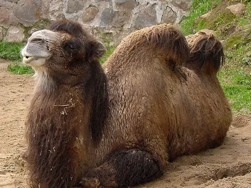 ¿De qué se alimentan los camellos en el desierto? ¿De qué se alimentan los camellos en el desierto?