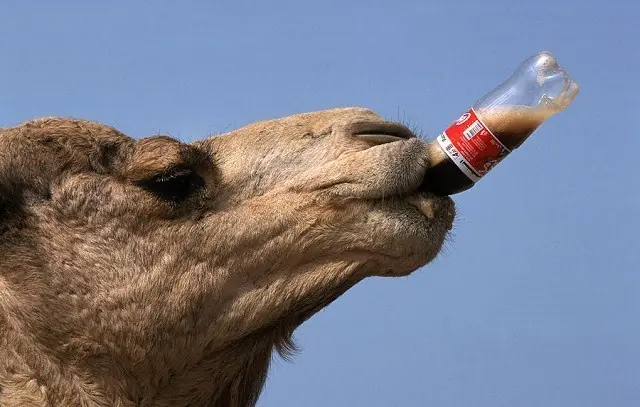 ¿De qué se alimentan los camellos en el desierto? ¿De qué se alimentan los camellos en el desierto?