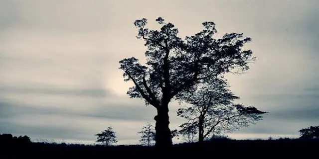 Arbol