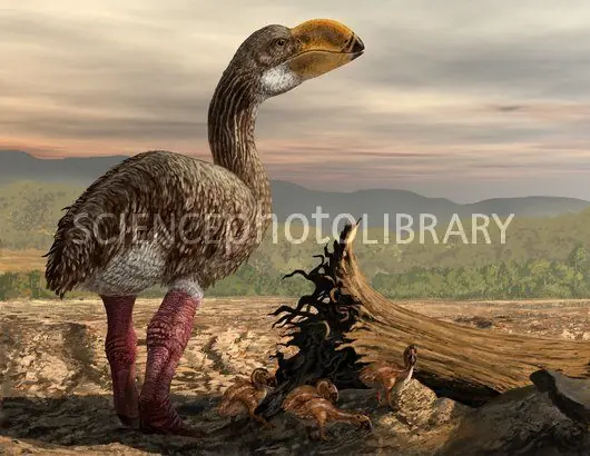Dromornitiformes, las grandes aves australianas