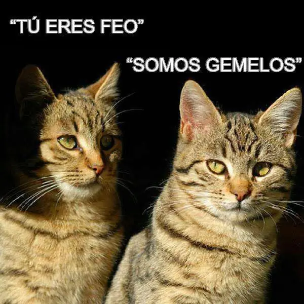 humor