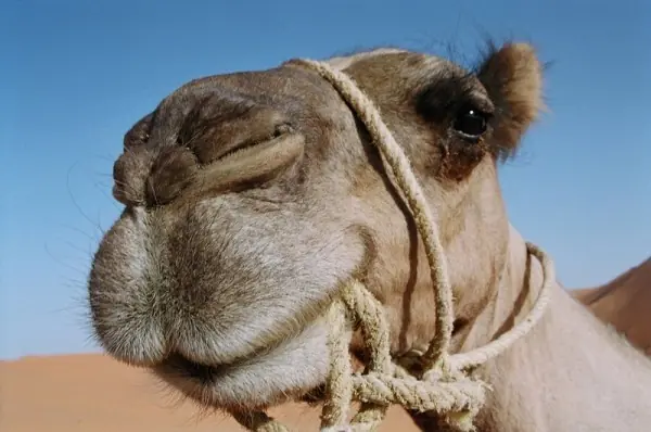 De que se alimentan los camellos De que se alimentan los camellos