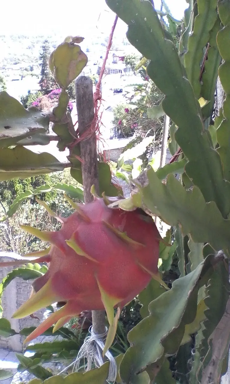 Cosechando Fruta Dragón