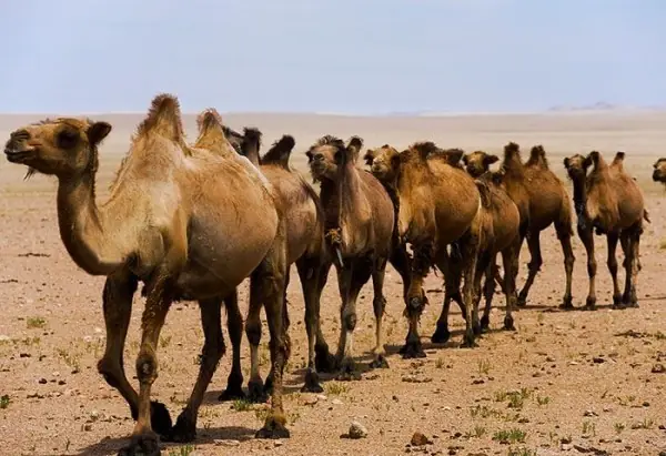 camellos camellos